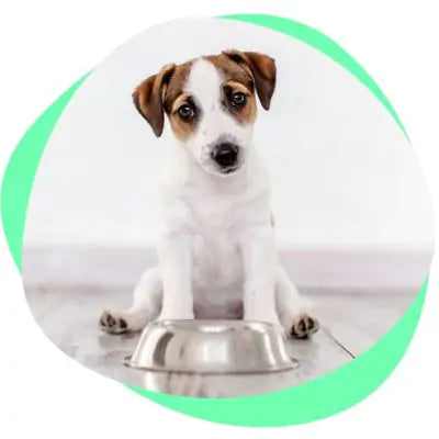 puppy sitting in front of bowl