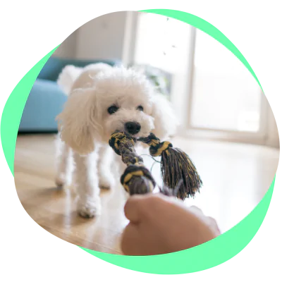 play tug of war with your dog