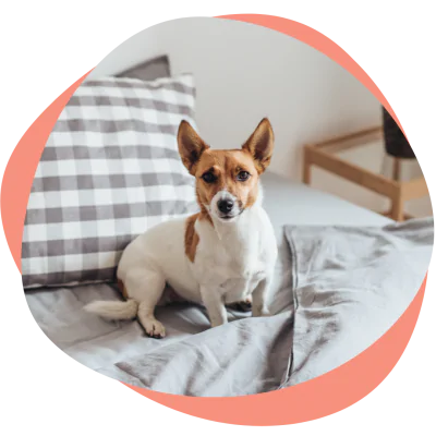 a dog sitting on a bed