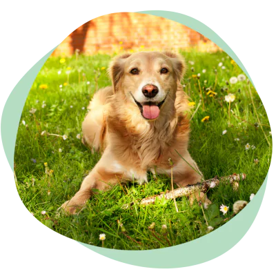 happy dog in the grass with the stick