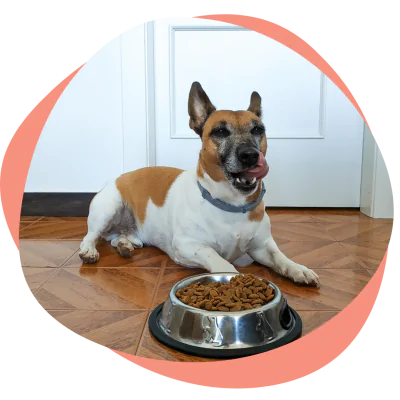 a dog with a bowl of kibble
