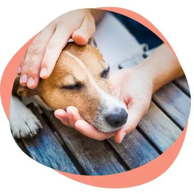 petting a dog