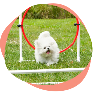 a small dog running agility