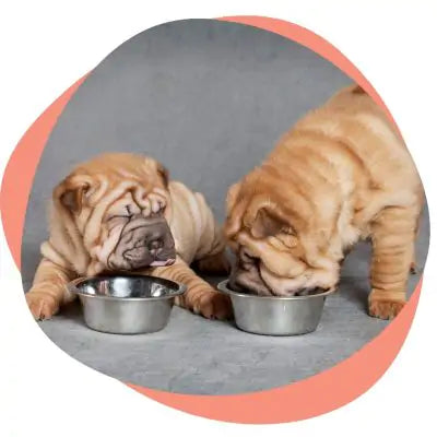 two puppies eating kibble
