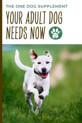 a running dog pin