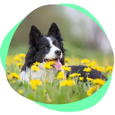 dog in field of flowers