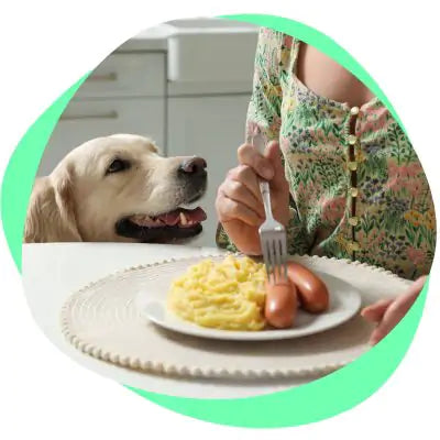 dog begging for food