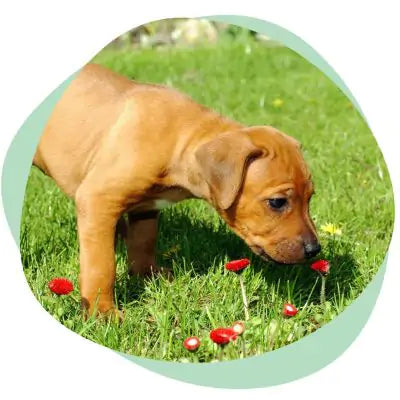 puppy sniffing a flower