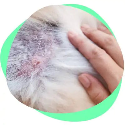 bald patch on dog