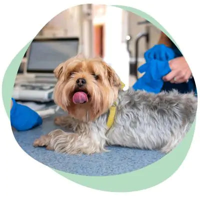 Dog at vet\'s office