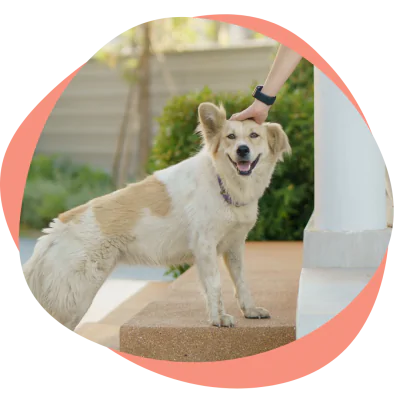 happy dog being pet