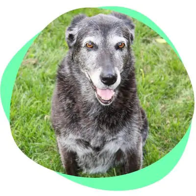 senior dog sitting in grass