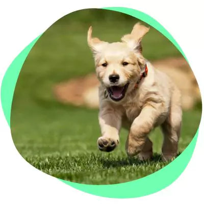 puppy running