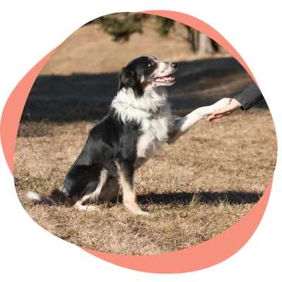 a dog giving a paw