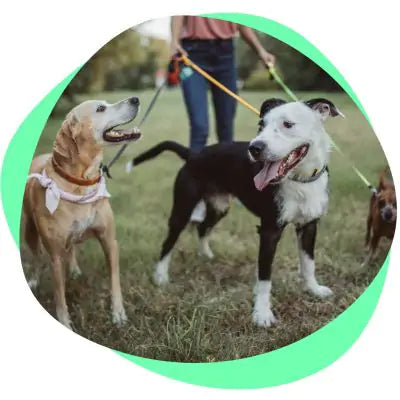 dogs getting exercise on a walk