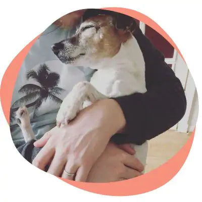 senior dog held by its owner