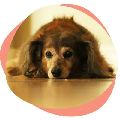 dog laying on the floor
