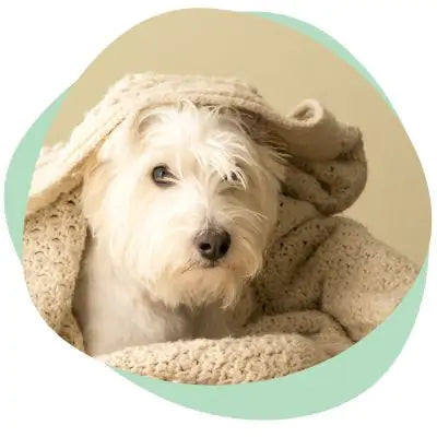 dog snuggled in blankets