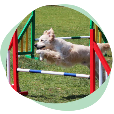 a dog running agility course