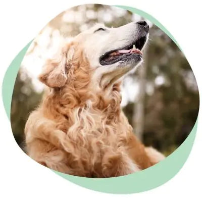 senior golden retriever dog