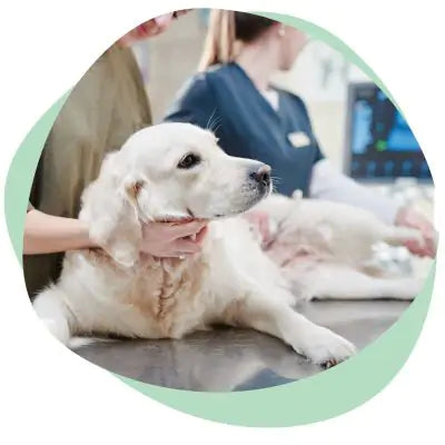 Dog at the doctors office