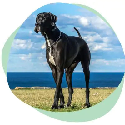 great dane