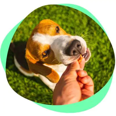 dog taking omega 3 supplement