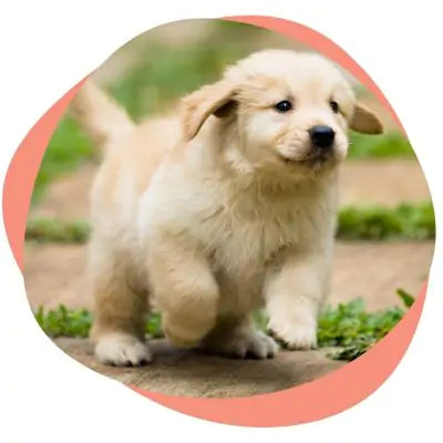 a small puppy