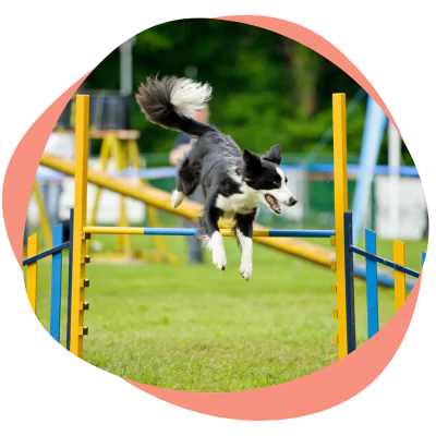 a border collie is running agility course