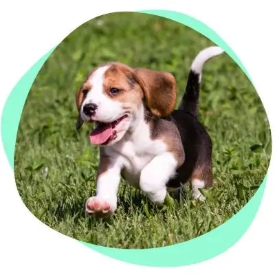 a puppy running