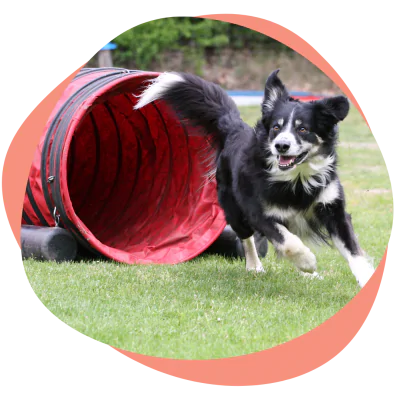 dog running through agility tunnel