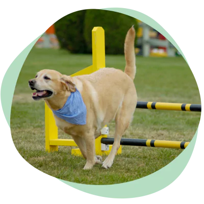 labrador in agility course