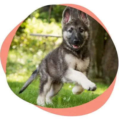 puppy running