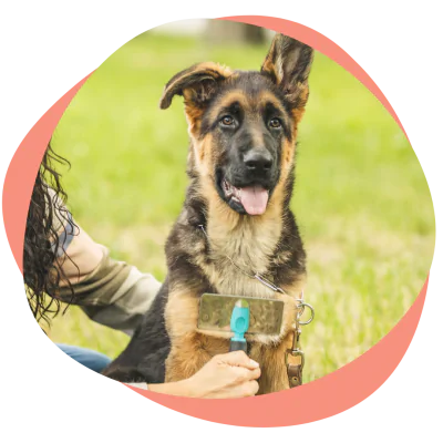 grooming a German Shepherd puppy