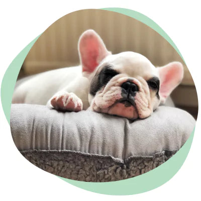A puppy sleeping