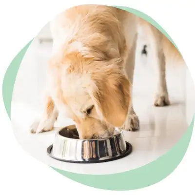 dog is eating