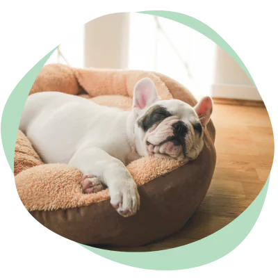 puppy sleeping peacefully showing signs of trust and security