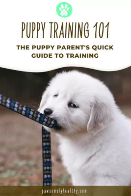 puppy training 101: the puppy parent's quick guide to training