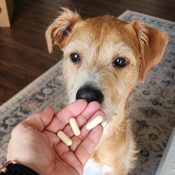 Cute dog taking omega-3 capsules