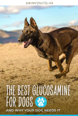 best glucosamine for dogs pin