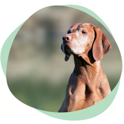 Vizsla