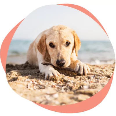 Yellow Labrador