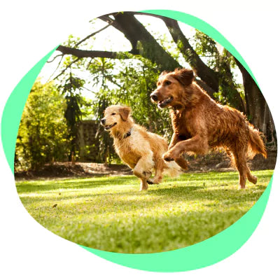 Running dogs