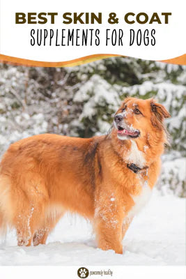 Pin a dog in winter forest