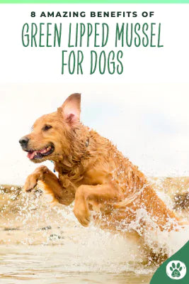 green lipped mussels for dog pinterest