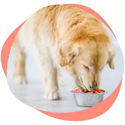 dog eating from food bowl