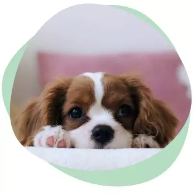 small dog