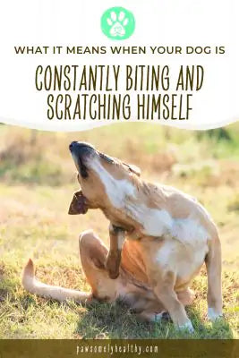 pin for My dog is constantly scratching and biting himself