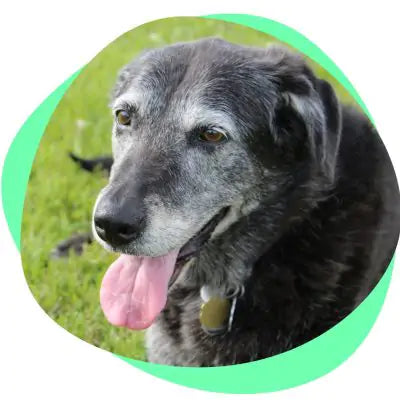 senior dog