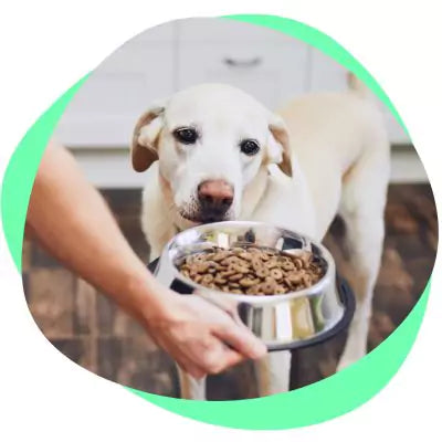 Dog with food bowl